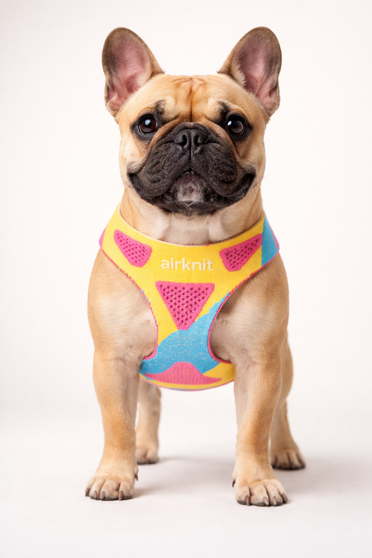 AirKnit™ Performance Popshock Harness — Breathable Knit Harness for Dogs & Cat