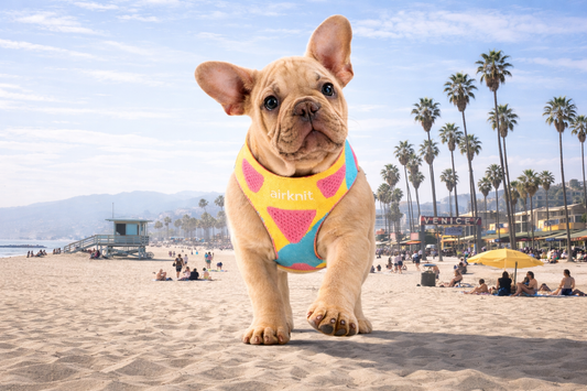 AirKnit Pet harness in PopShock Multicolor colorway breathable knit pet accessories Los Angeles