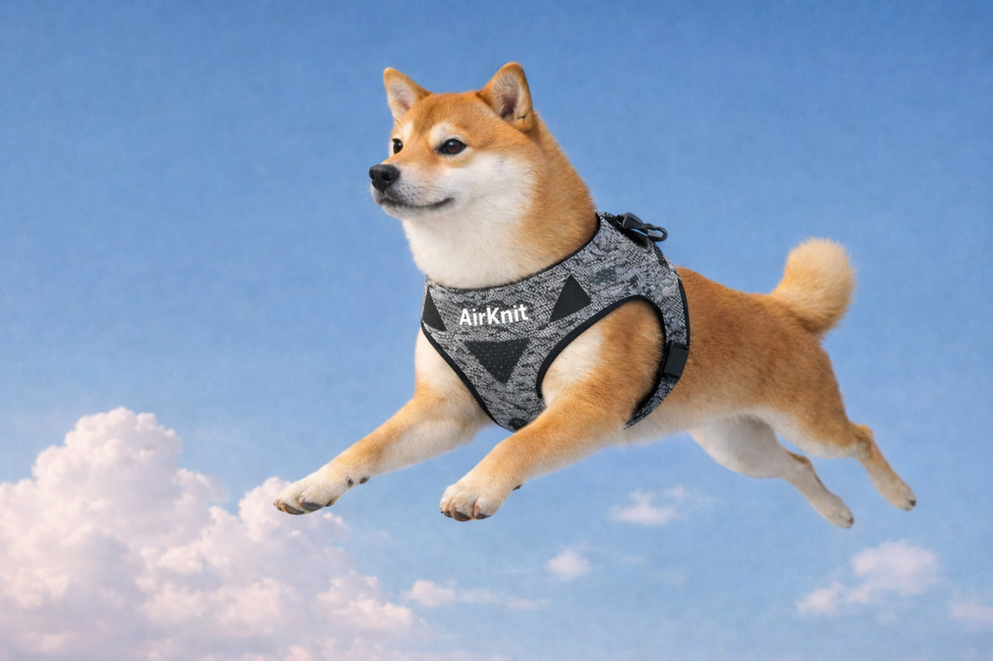 Pet Gear Hasn't Changed in 30 Years. AirKnit™ Just Changed It.