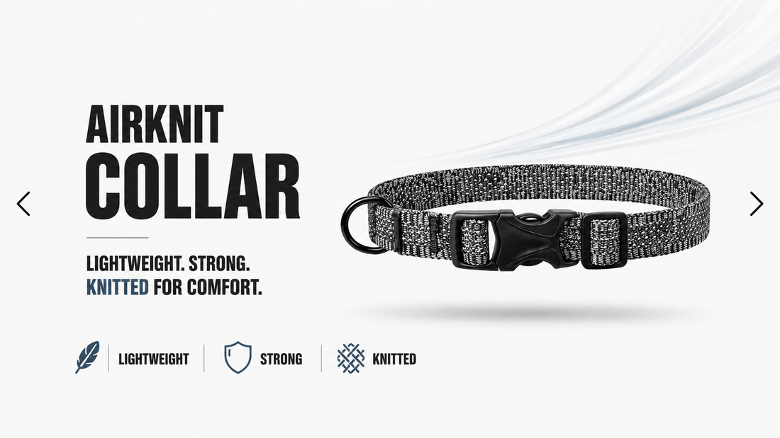 The Last Collar Your Dog Actually Needs