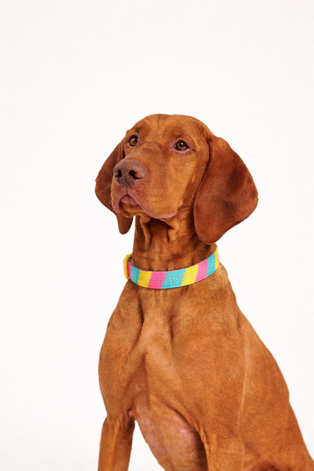 AirKnit Popshock Collar — Soft Knit Collar for Dogs & Cat