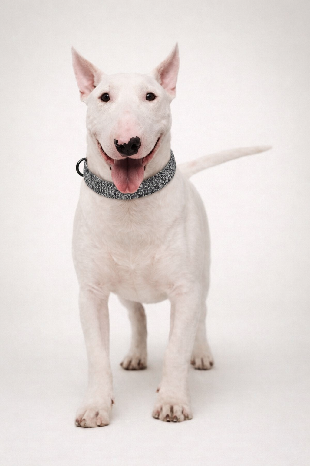 Airknit™ Stormi Collar — Soft Knit Collar for Dogs & Cats