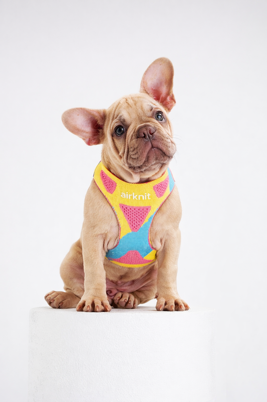 AirKnit™ Performance Popshock Harness — Breathable Knit Harness for Dogs & Cat