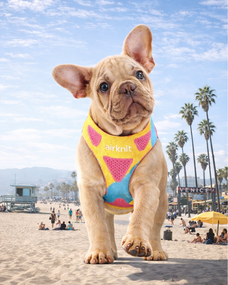 Rethink Petwear!